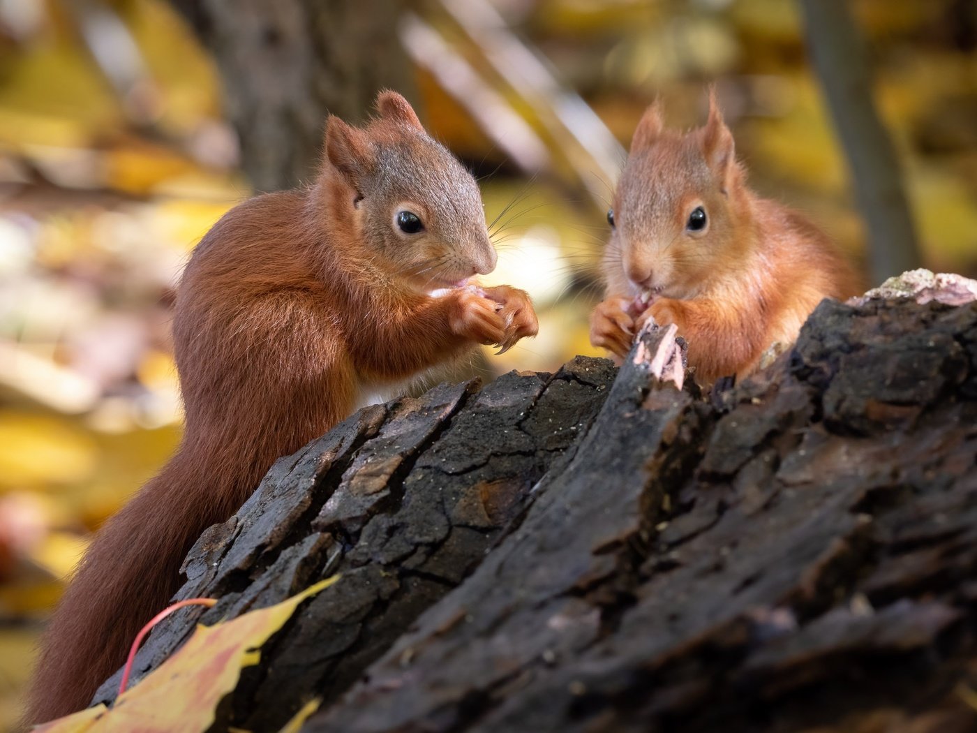 Обои природа, животные, пара, коряга, белки, грызуны, nature, animals, pair, snag, proteins, rodents разрешение 2048x1536 Загрузить