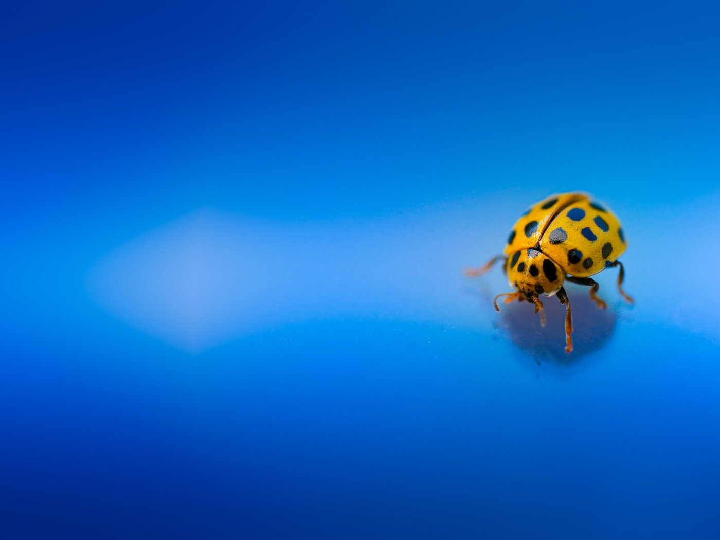 Обои жук, макро, насекомое, божья коровка, голубой фон, beetle, macro, insect, ladybug, blue background разрешение 2048x1365 Загрузить