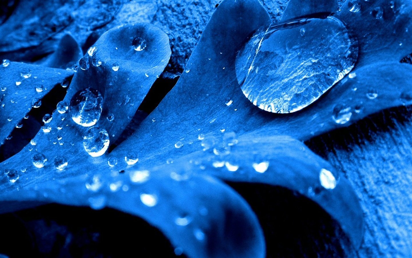 Обои синий, капли, лист, blue, drops, sheet разрешение 1920x1200 Загрузить