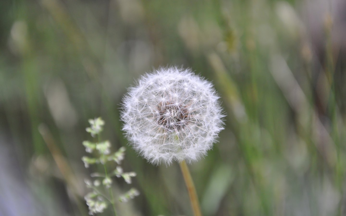 Обои лето, пушистый, белый, одуванчик, summer, fluffy, white, dandelion разрешение 2560x1700 Загрузить