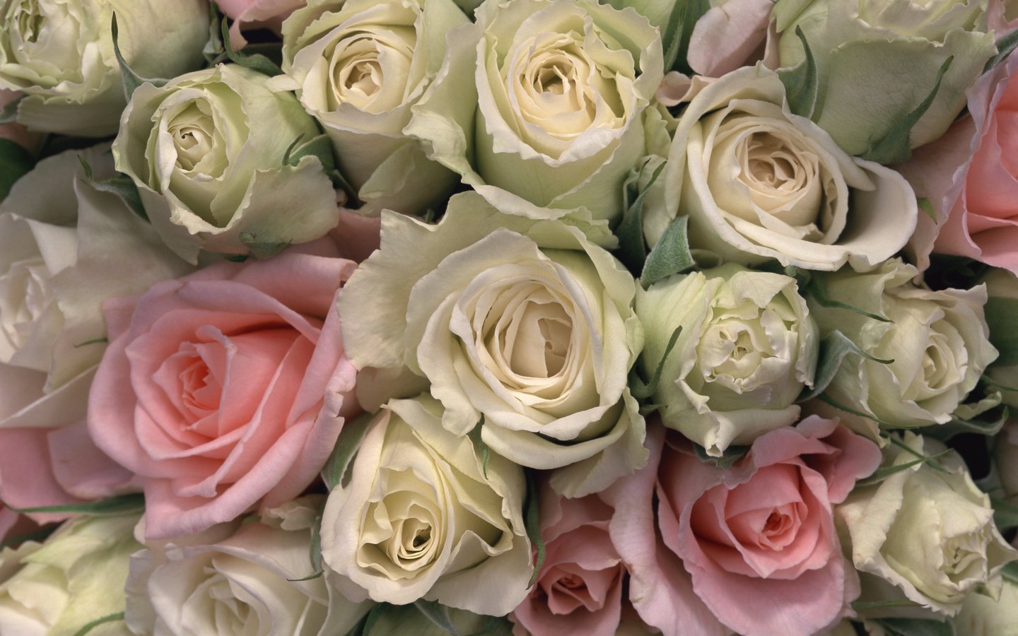 Обои бутоны, розы, красота, букет, охопка, buds, roses, beauty, bouquet, kopka разрешение 2950x2094 Загрузить