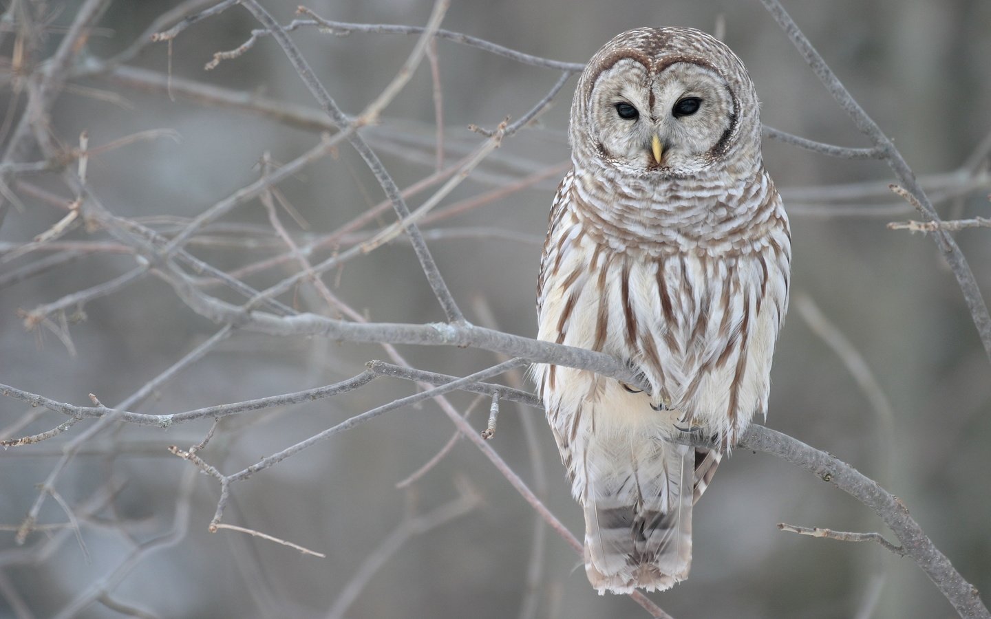 Обои сова, дерево, зима, ветви, осень, серый, owl, tree, winter, branch, autumn, grey разрешение 3072x2048 Загрузить