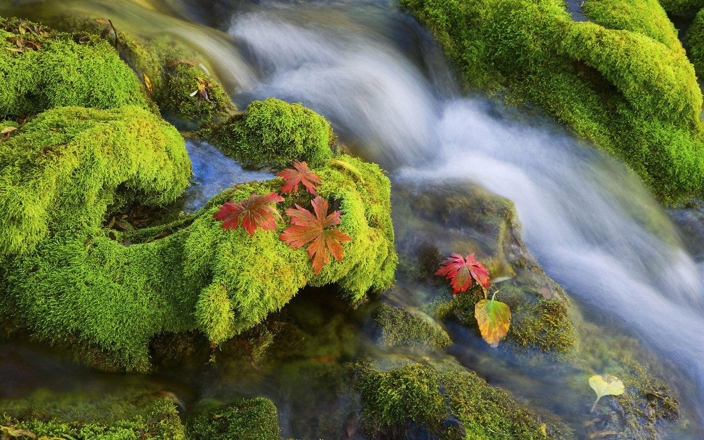 Обои вода, камни, мох, water, stones, moss разрешение 1920x1200 Загрузить