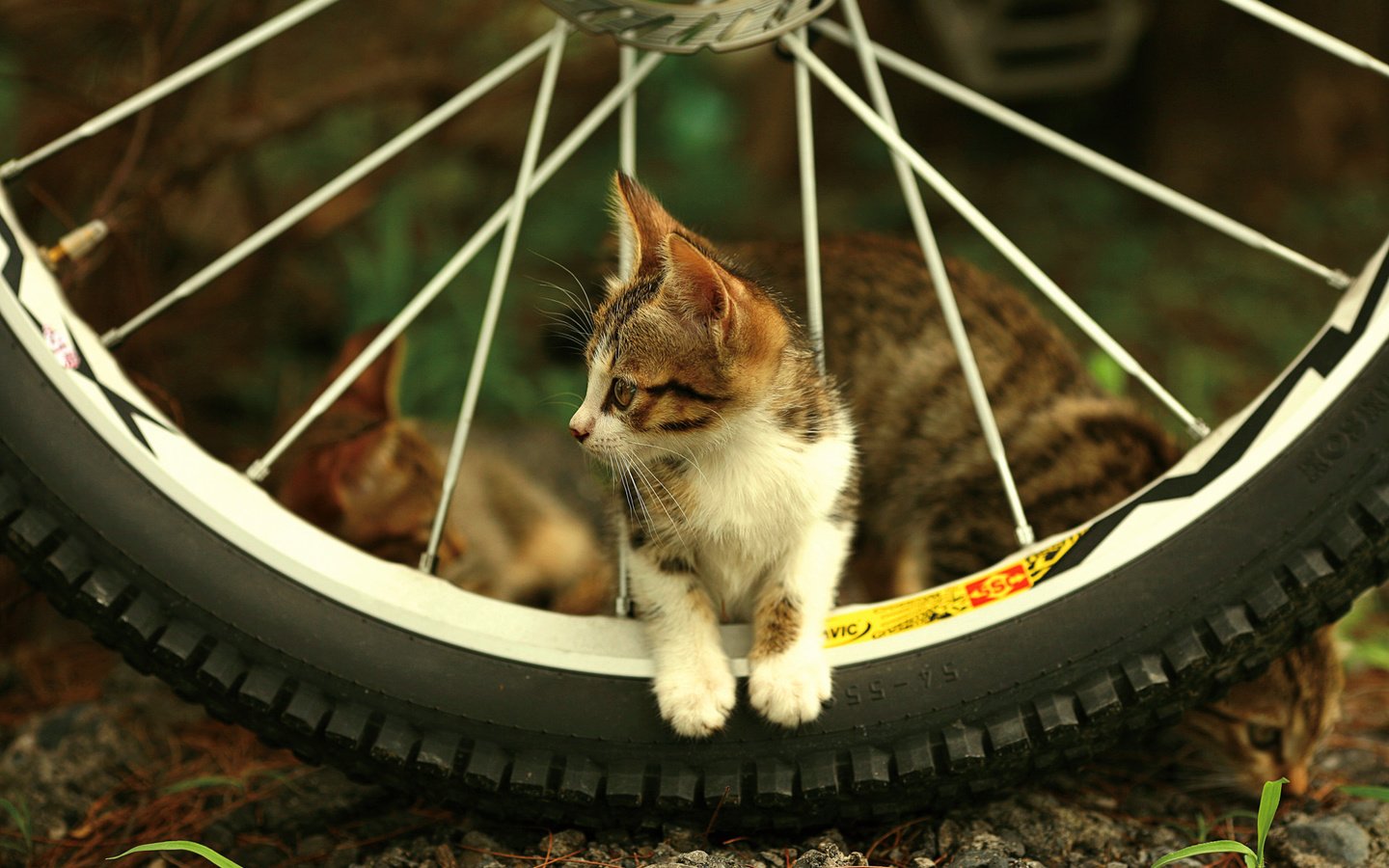 Обои взгляд, котенок, колесо, спицы, look, kitty, wheel, spokes разрешение 1920x1200 Загрузить