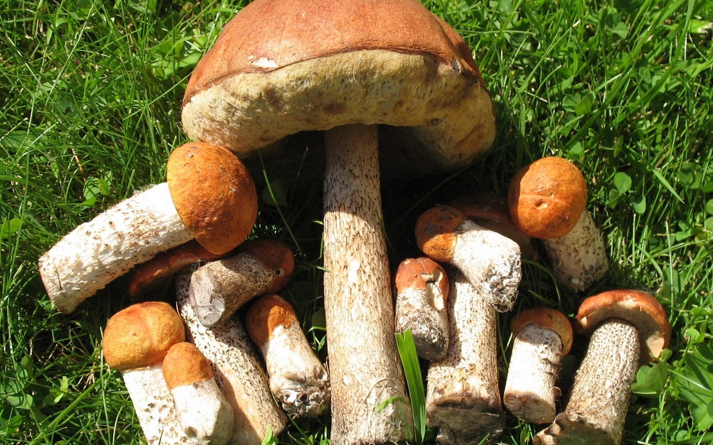 Обои трава, макро, грибы, grass, macro, mushrooms разрешение 2133x1600 Загрузить