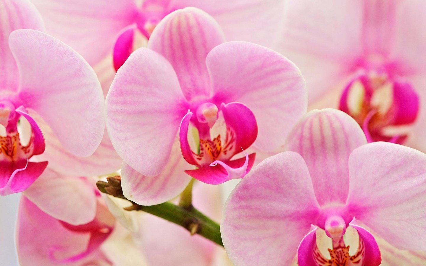 Обои цветок, букет, розовый, орхидея, flower, bouquet, pink, orchid разрешение 2560x1600 Загрузить
