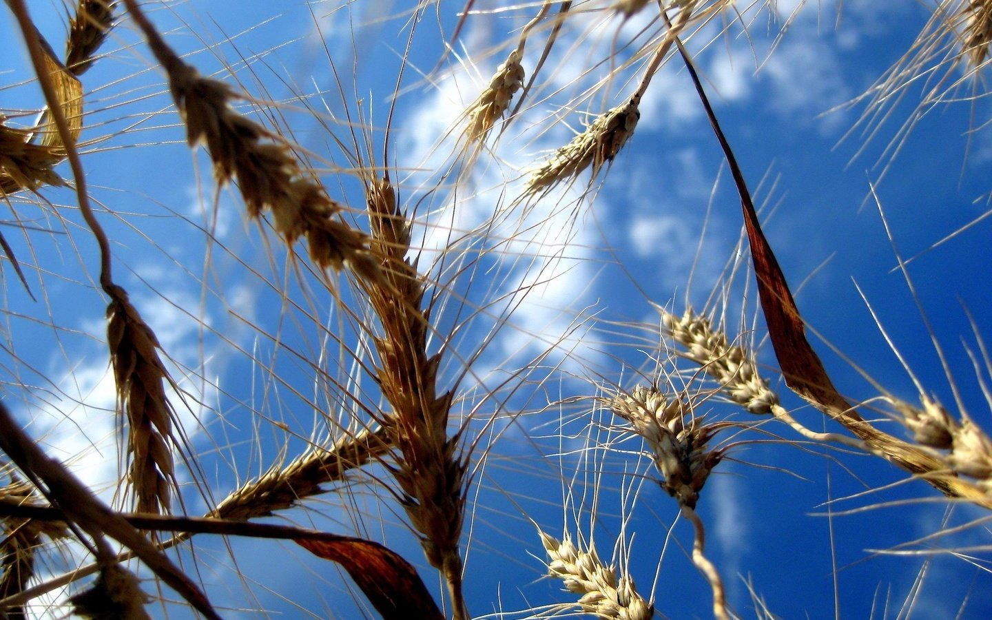 Обои небо, природа, поля, колосья, пшеница, the sky, nature, field, ears, wheat разрешение 1920x1440 Загрузить