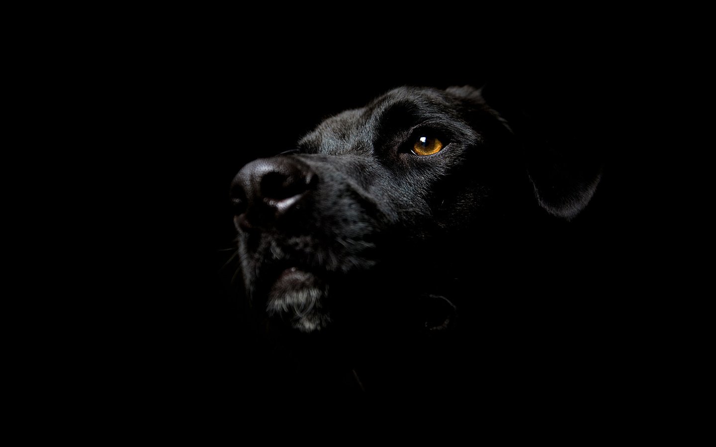 Обои мордочка, взгляд, собака, черный фон, глаз, морда в тени, пятак, лабрадор ретривер, muzzle, look, dog, black background, eyes, face in the shadows, penny, labrador retriever разрешение 2560x1600 Загрузить