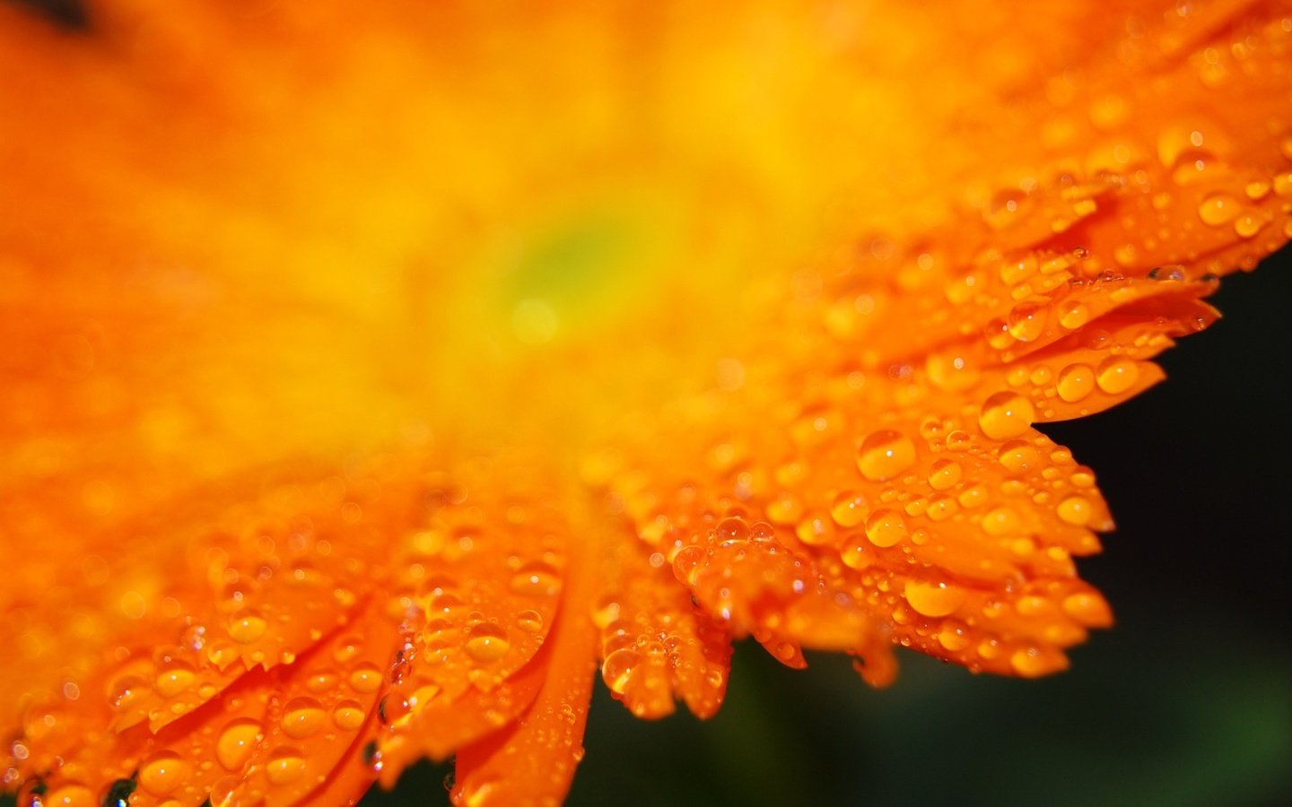 Обои капли, лепестки, оранжевый, гербера, drops, petals, orange, gerbera разрешение 1920x1200 Загрузить