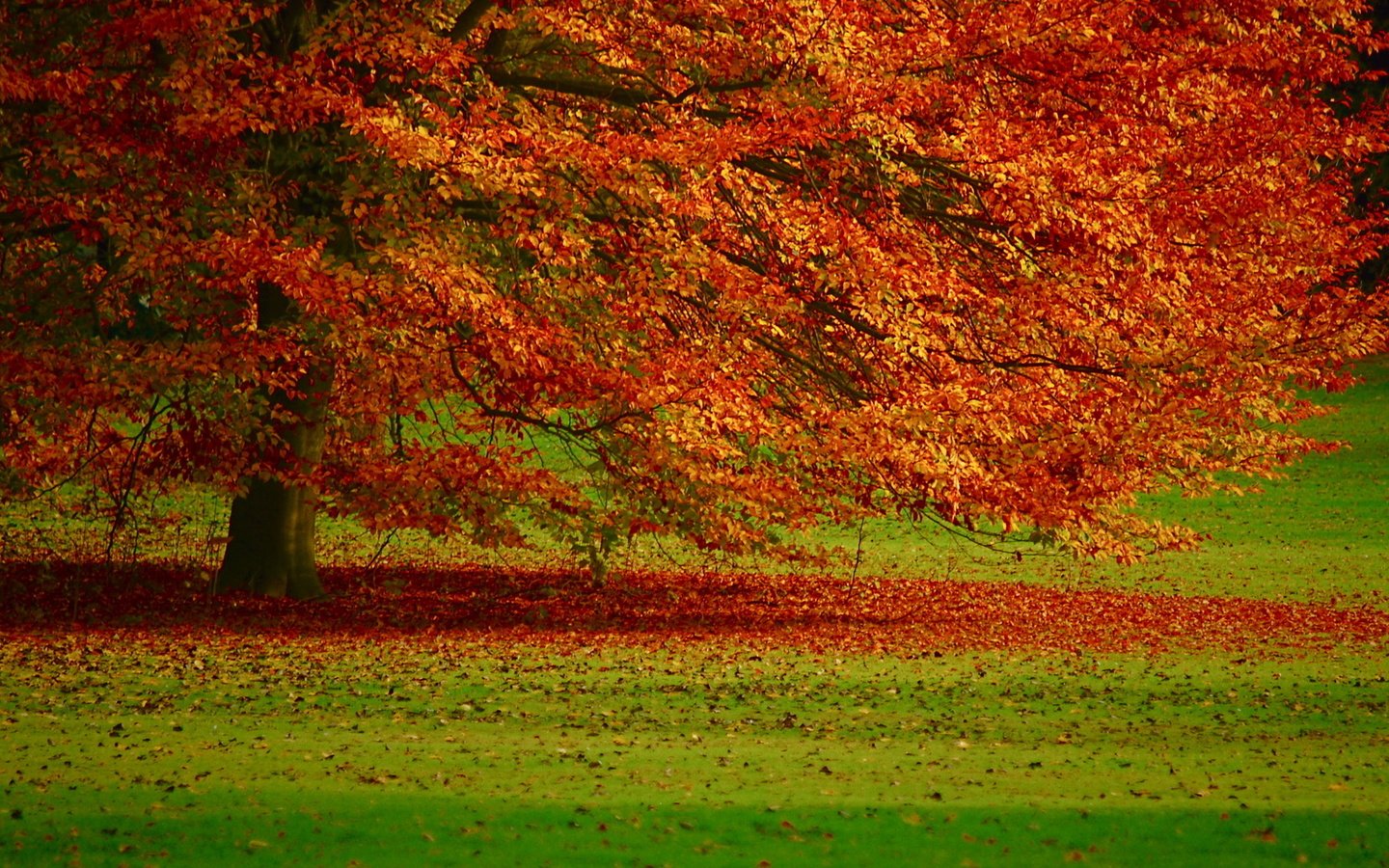 Обои дерево, листья, осень, tree, leaves, autumn разрешение 1920x1080 Загрузить