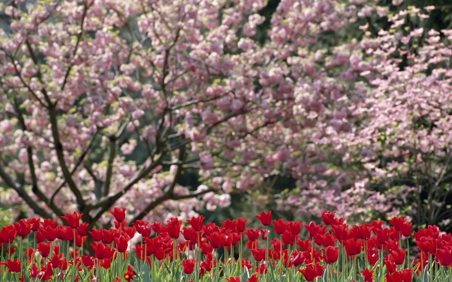 Обои цветы, цветение, весна, тюльпан, flowers, flowering, spring, tulip разрешение 1920x1200 Загрузить