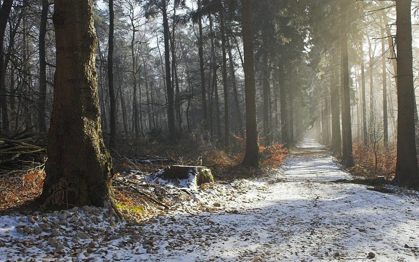 Обои дорога, дымка, деревья, природа, лес, зима, утро, осень, красота, road, haze, trees, nature, forest, winter, morning, autumn, beauty разрешение 1920x1080 Загрузить