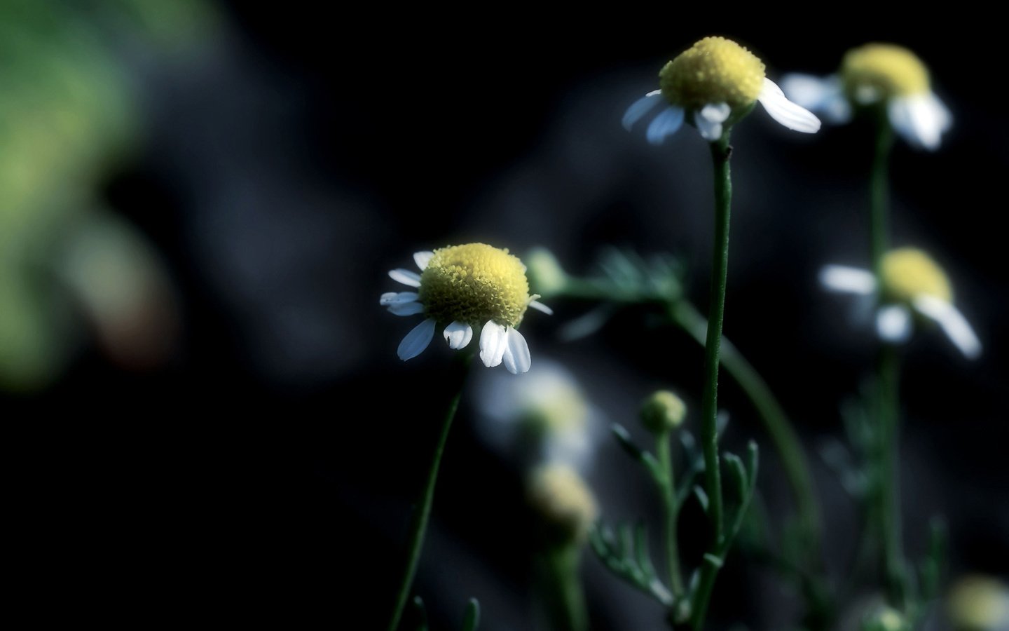 Обои цветы, ромашка, ромашки, flowers, daisy, chamomile разрешение 1920x1200 Загрузить