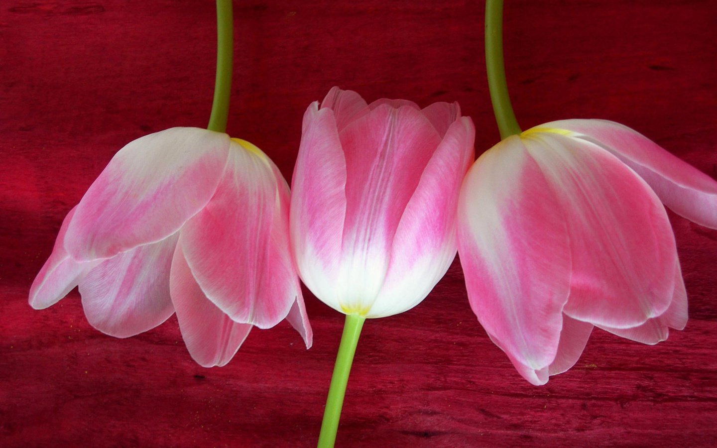 Обои цветы, тюльпаны, розовые, flowers, tulips, pink разрешение 1920x1200 Загрузить