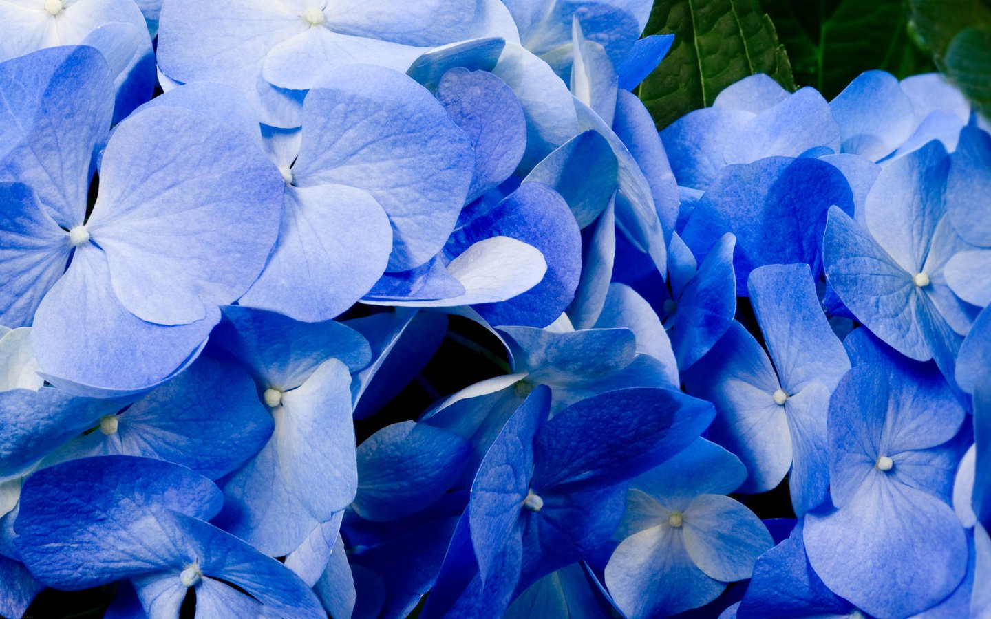 Обои цветы, лепестки, голубые, best wallpapers, гортензия, крупным планом, flowers, petals, blue, hydrangea, closeup разрешение 1920x1200 Загрузить