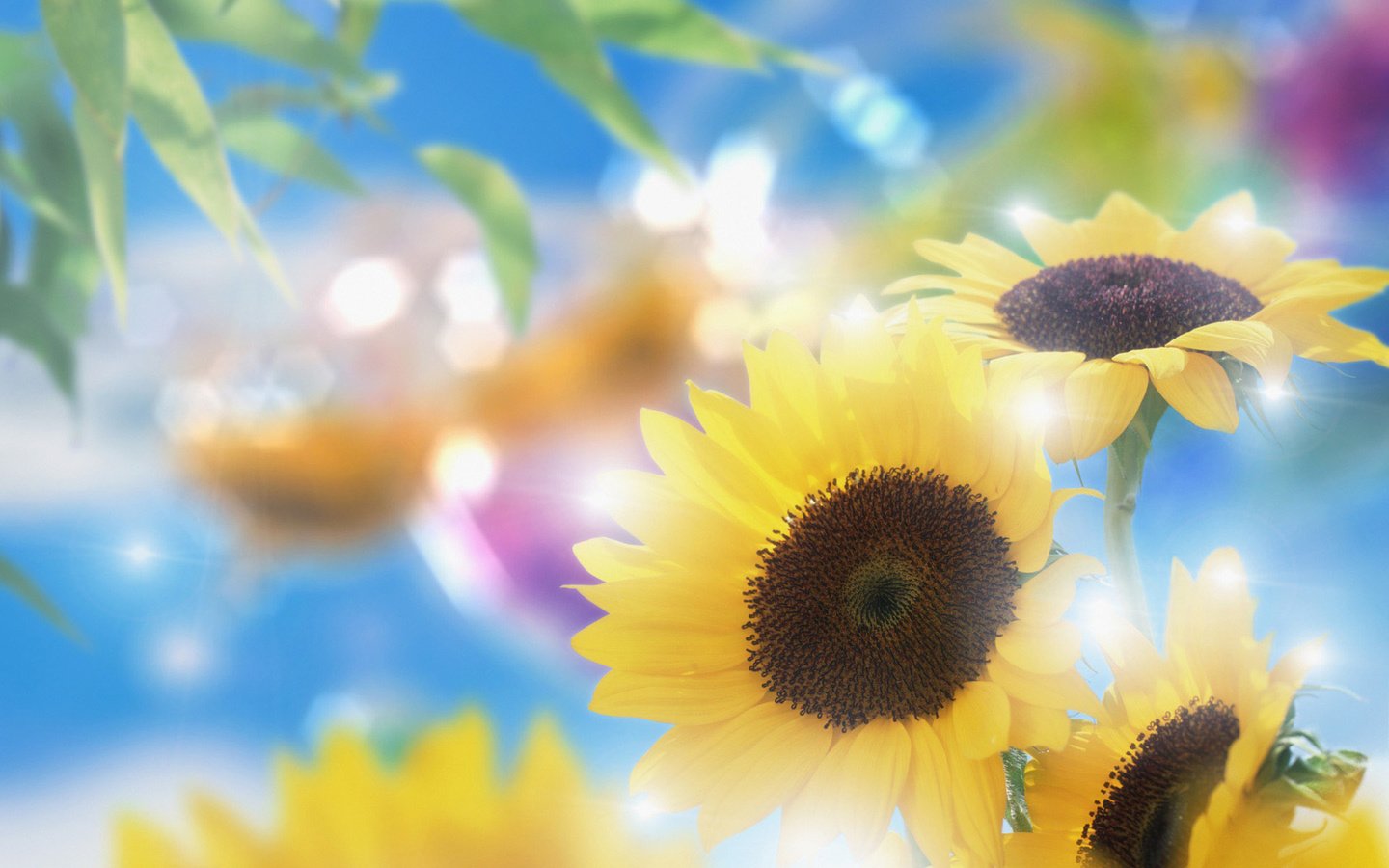 Обои цветы, лепестки, подсолнухи, желтые, боке, flowers, petals, sunflowers, yellow, bokeh разрешение 1920x1200 Загрузить