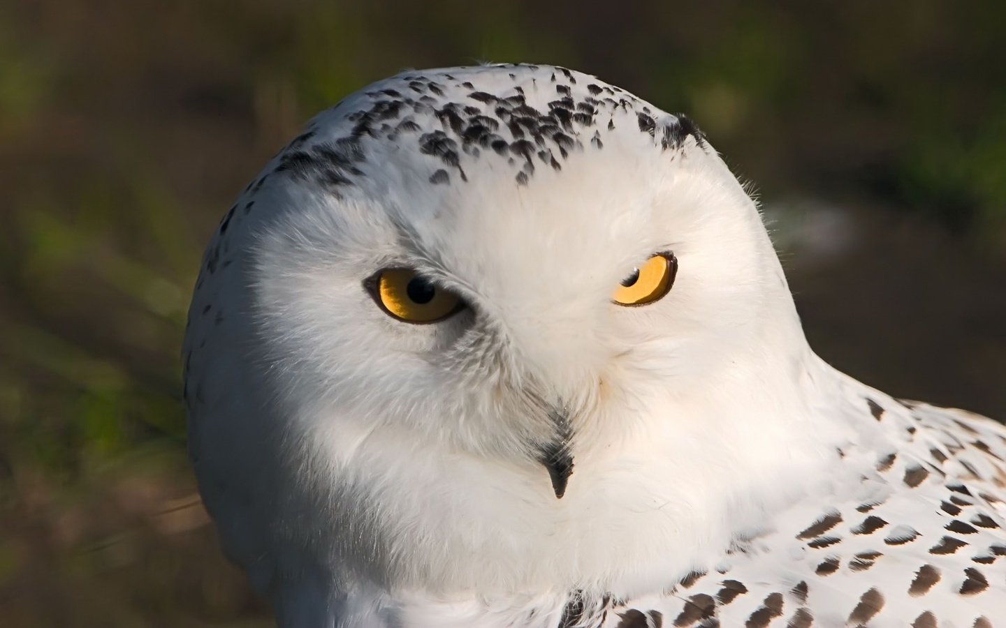 Обои сова, взгляд, хищник, птица, полярная сова, белая сова, owl, look, predator, bird, snowy owl, white owl разрешение 1920x1200 Загрузить