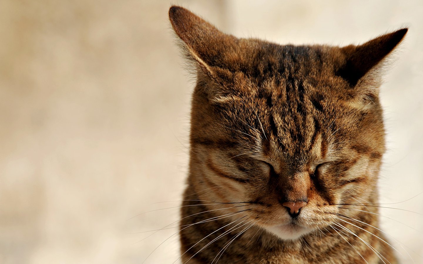 Обои кот, мордочка, усы, кошка, ушки, зажмурилась, cat, muzzle, mustache, ears, he closed his eyes разрешение 1920x1080 Загрузить