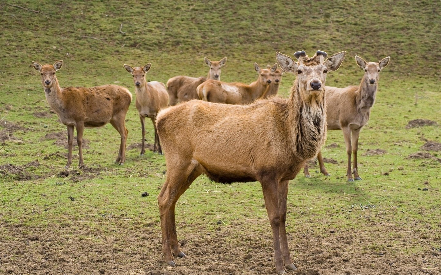 Обои олени, deer разрешение 1920x1200 Загрузить