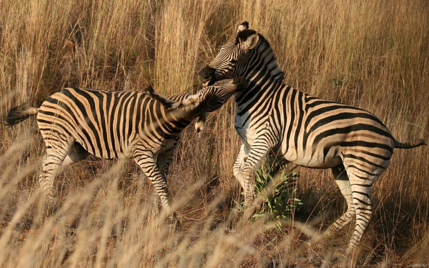 Обои зебра, пара, саванна, зебры, сухая трава, zebra, pair, savannah, dry grass разрешение 1920x1200 Загрузить