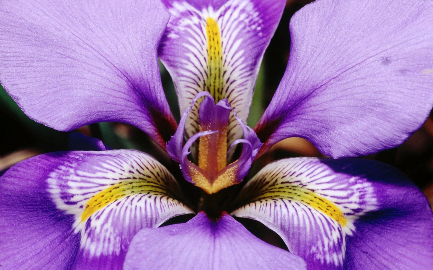 Обои макро, цветок, лепестки, фиолетовый, ирис, macro, flower, petals, purple, iris разрешение 1920x1200 Загрузить