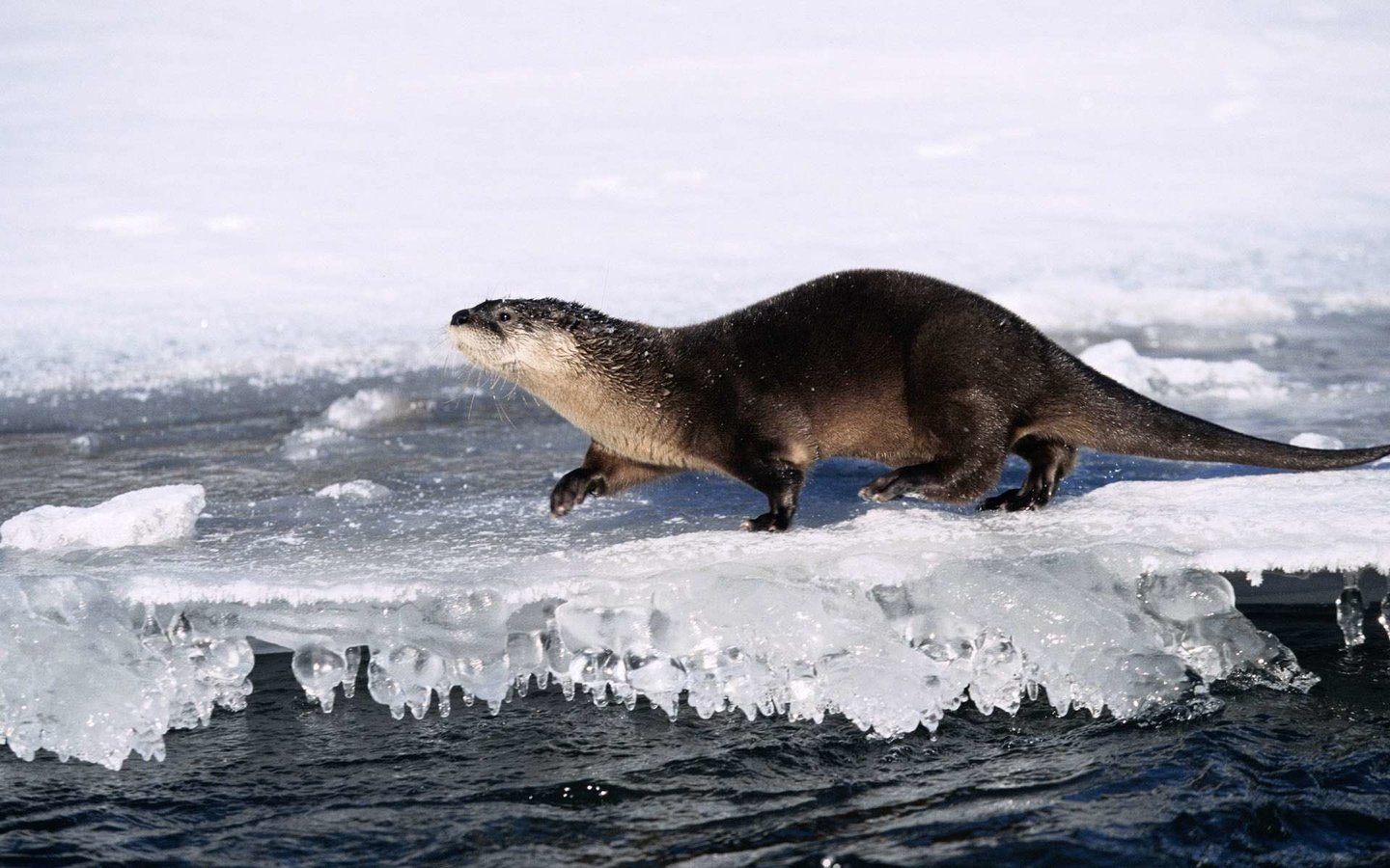 Обои вода, природа, лёд, животное, выдра, water, nature, ice, animal, otter разрешение 1920x1200 Загрузить