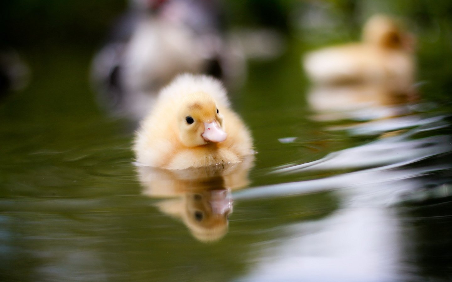 Обои вода, птенец, природа, размытость, птица, утки, утенок, water, chick, nature, blur, bird, duck разрешение 1920x1200 Загрузить