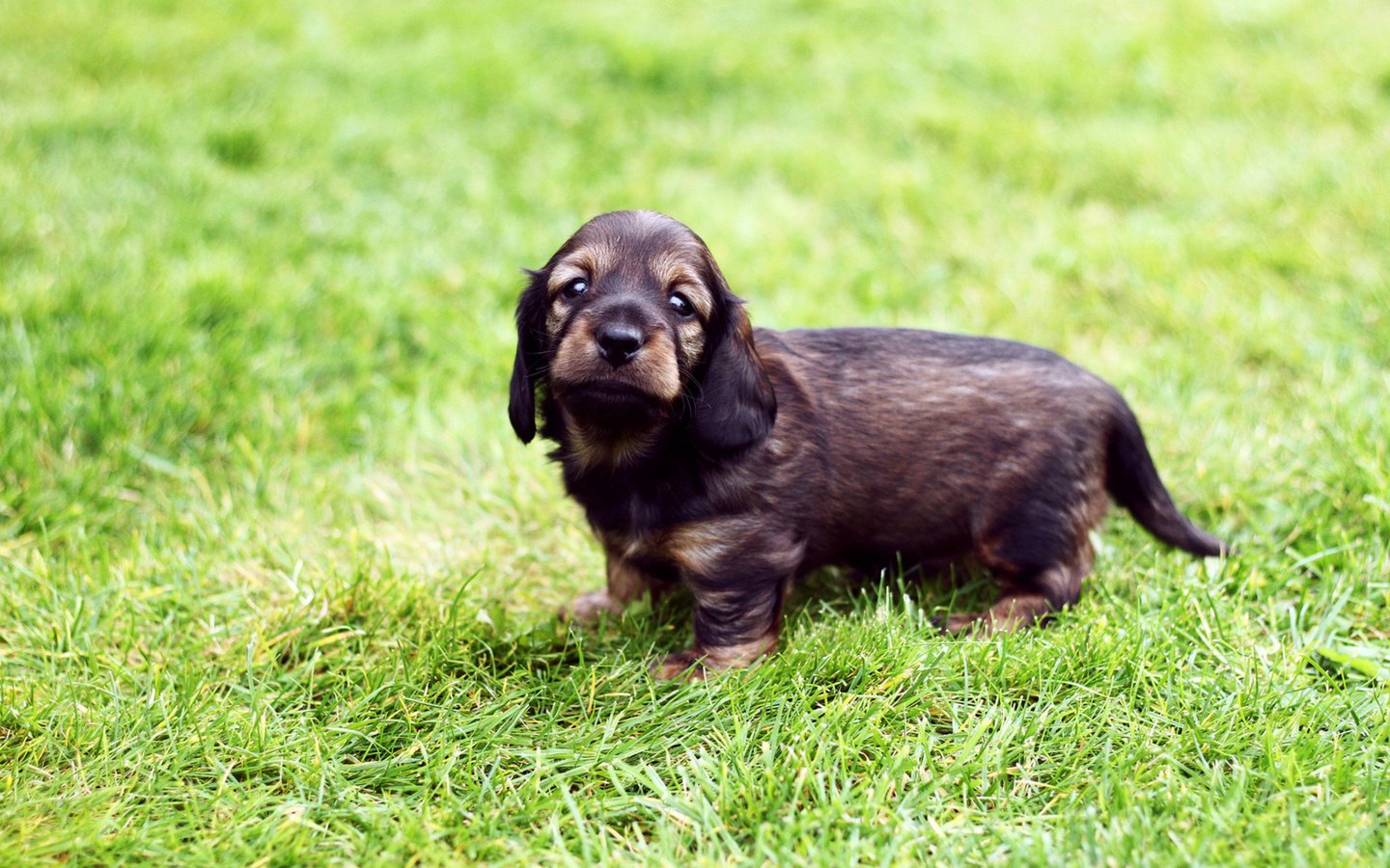 Обои трава, собака, щенок, прогулка, такса, хорошенький, жесткошерстная, grass, dog, puppy, walk, dachshund, pretty, wire-haired разрешение 1920x1200 Загрузить