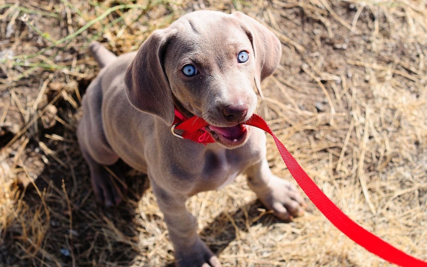 Обои собака, щенок, поводок, веймаранер, голубые глазки, dog, puppy, leash, the weimaraner, blue eyes разрешение 1920x1200 Загрузить