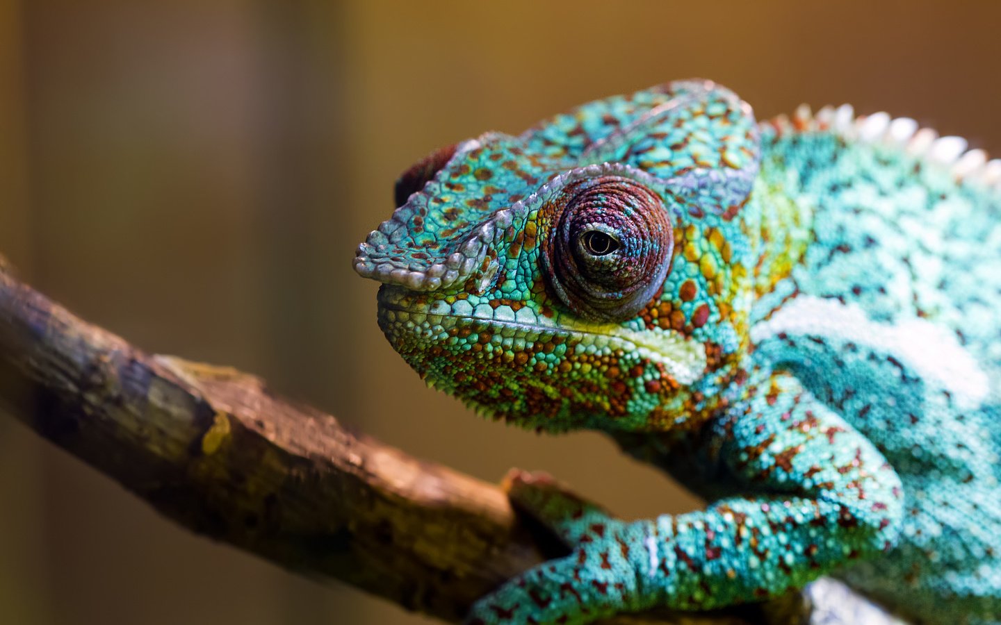 Обои макро, разноцветный, ящерица, хамелеон, рептилия, macro, colorful, lizard, chameleon, reptile разрешение 2048x1365 Загрузить