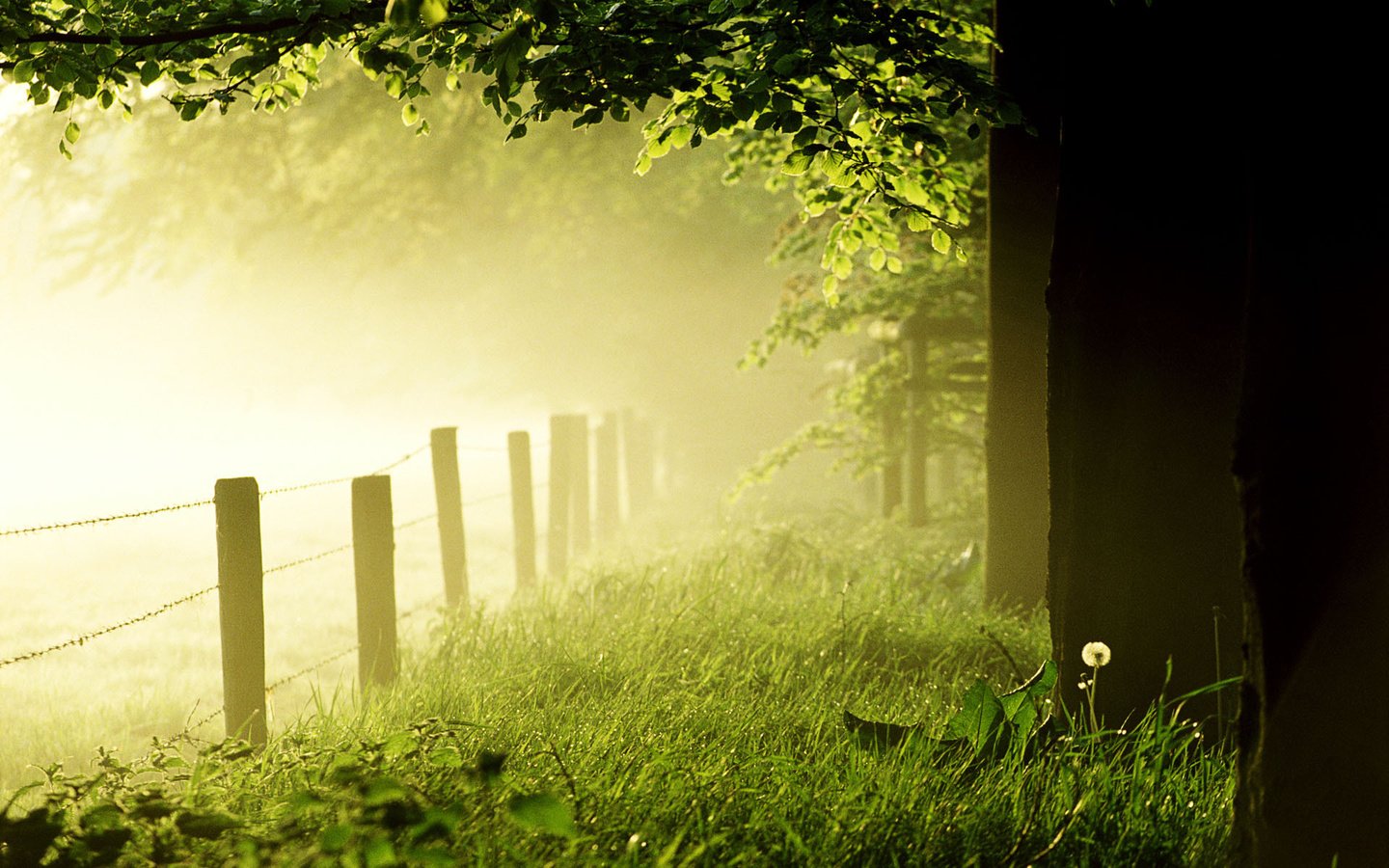 Обои трава, деревья, лес, утро, туман, роса, лето, забор, grass, trees, forest, morning, fog, rosa, summer, the fence разрешение 1920x1200 Загрузить