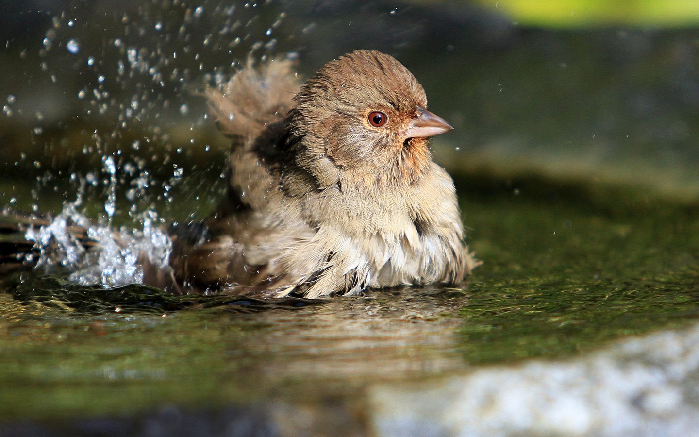 Обои вода, брызги, птица, воробей, лужа, купается, water, squirt, bird, sparrow, puddle, bathed разрешение 1920x1200 Загрузить