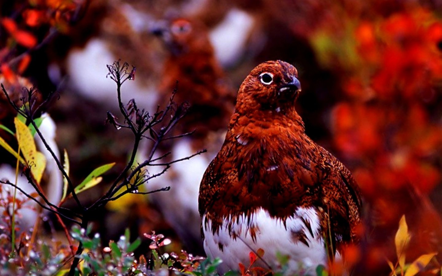 Обои птица, клюв, перья, куропатка, bird, beak, feathers, partridge разрешение 2000x1300 Загрузить