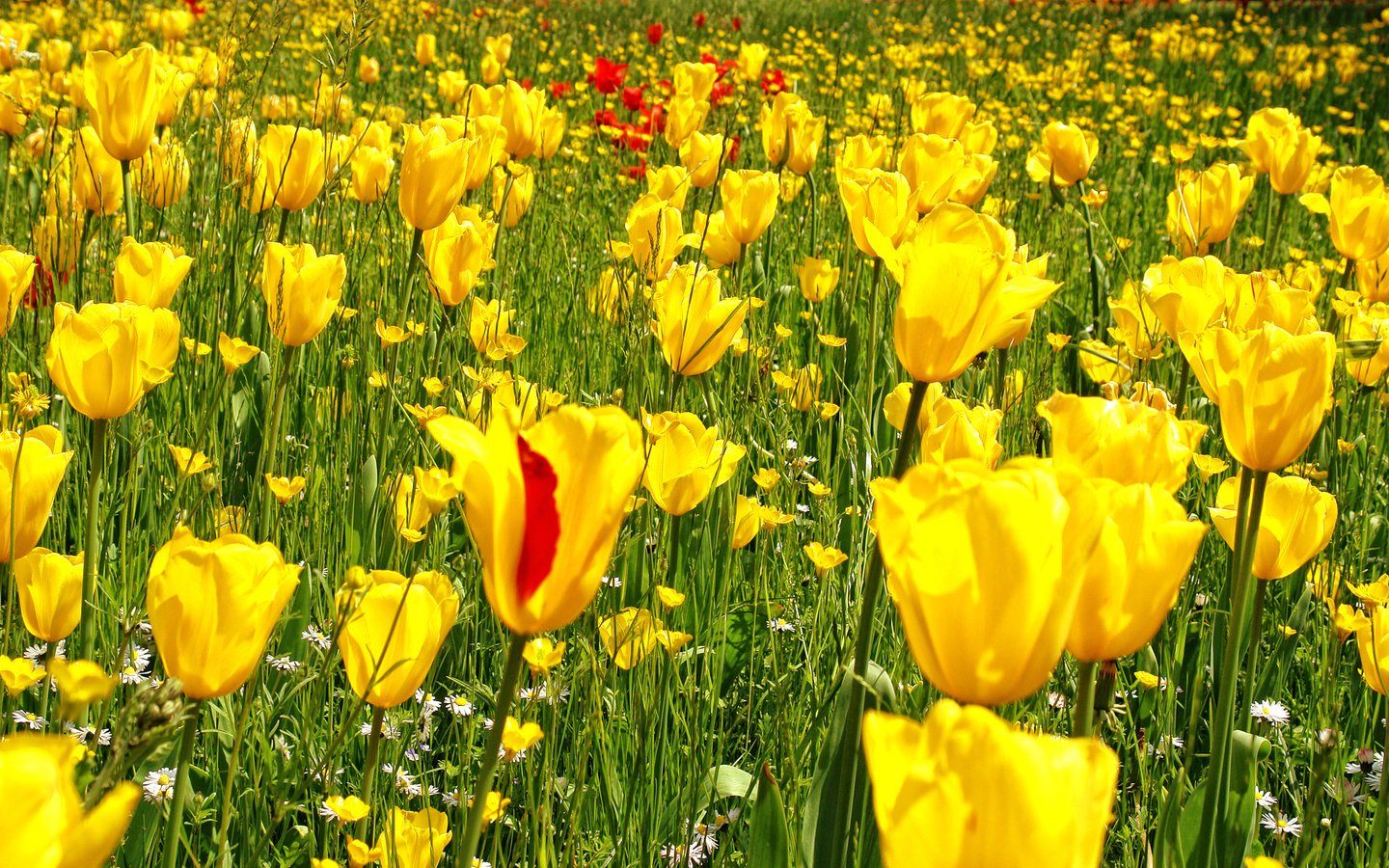 Обои цветы, трава, желтый, фото, поле, весна, тюльпаны, flowers, grass, yellow, photo, field, spring, tulips разрешение 1920x1200 Загрузить