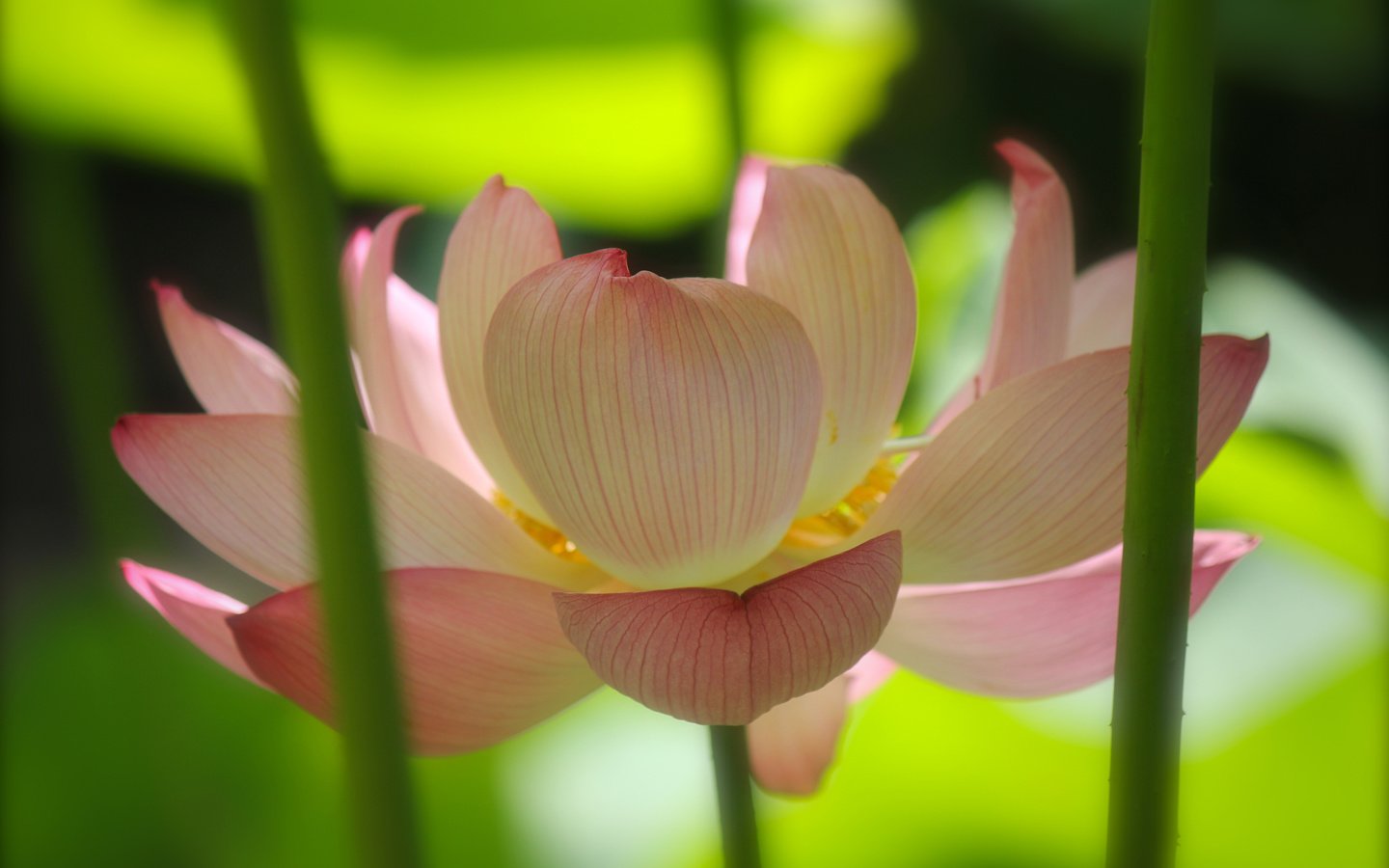 Обои свет, лотос, розовый, стебли, light, lotus, pink, stems разрешение 4288x2848 Загрузить