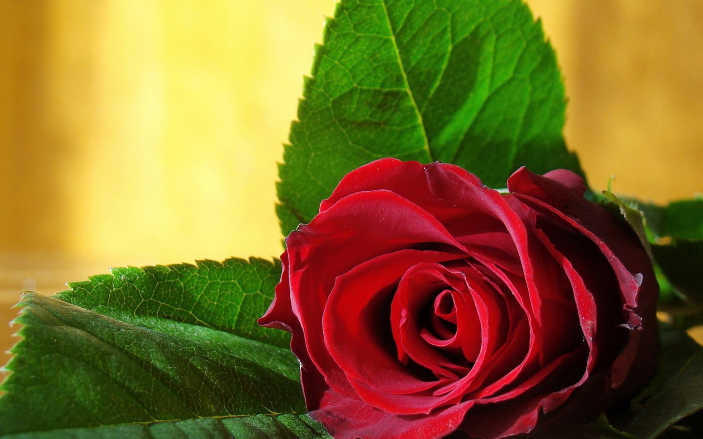 Обои роза, красная, listya, buton, roza, rose, red разрешение 1920x1200 Загрузить