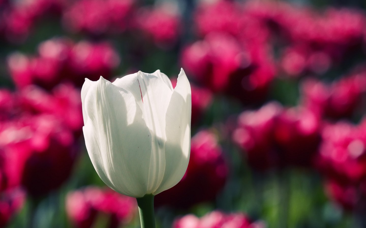 Обои цветок, белый, тюльпан, cvety, priroda, makro fotografii, oboi s cvetami, грустит, flower, white, tulip, sad разрешение 1920x1200 Загрузить