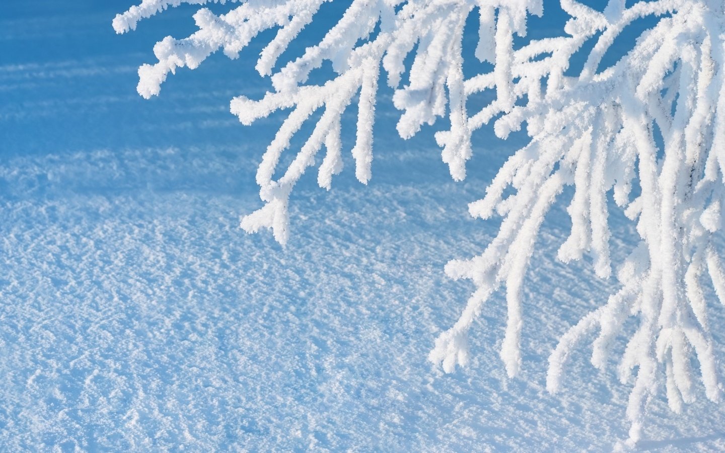 Обои ветка, снег, зима, макро, иней, branch, snow, winter, macro, frost разрешение 2560x1600 Загрузить