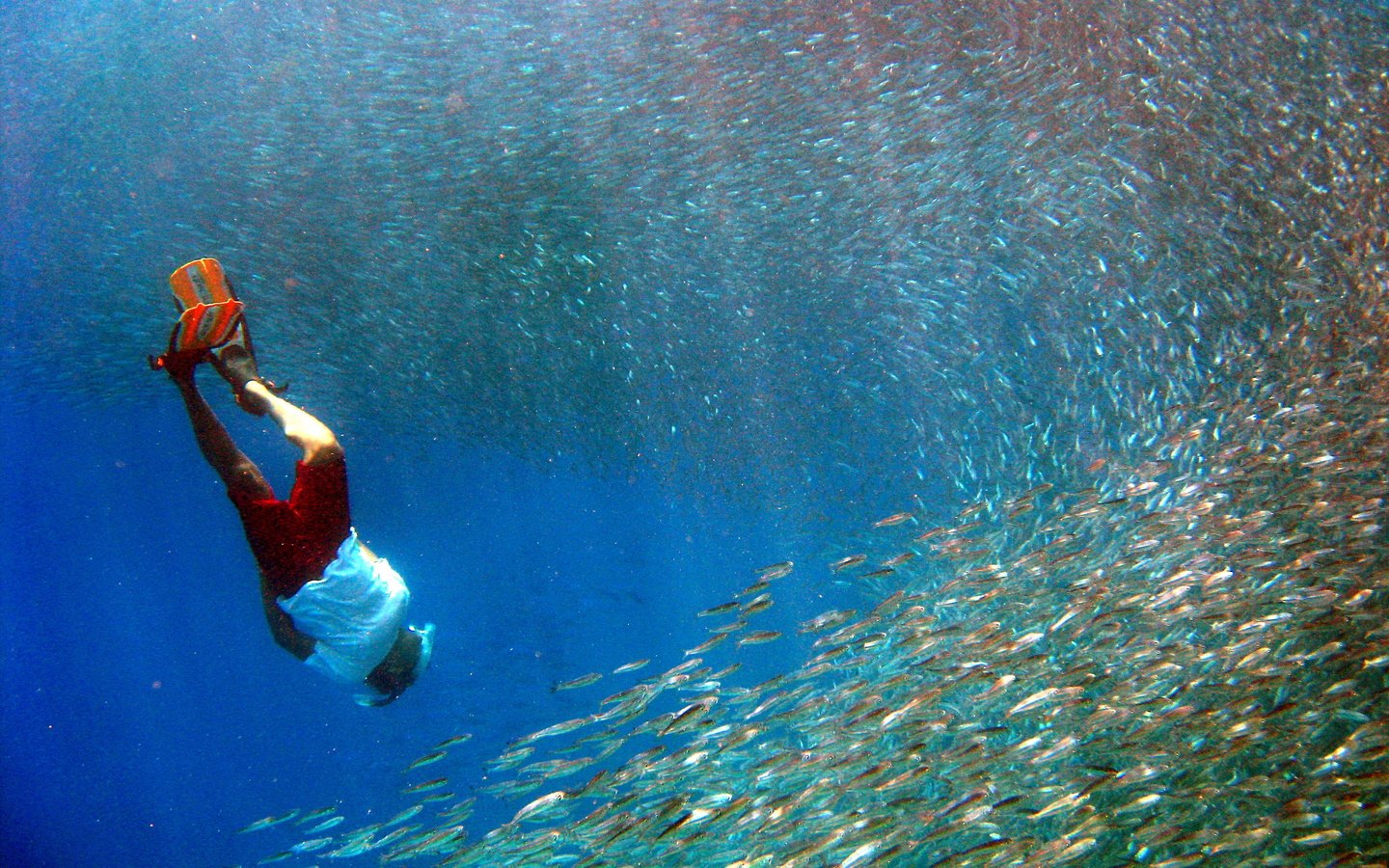 Обои рыбы, тропики, мальдивы, дайвинг, fish, tropics, the maldives, diving разрешение 3264x2448 Загрузить