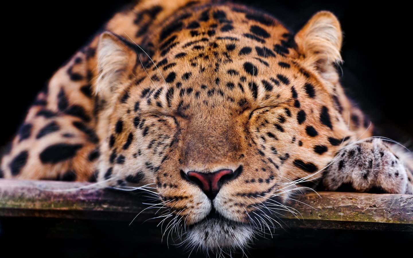 Обои морда, усы, спит, леопард, темный фон, лапа, face, mustache, sleeping, leopard, the dark background, paw разрешение 2560x1707 Загрузить