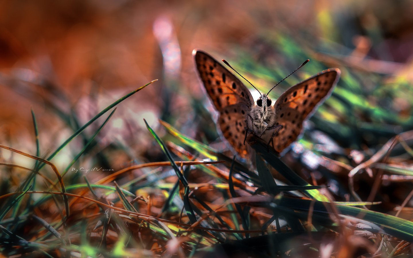 Обои трава, макро, бабочка, крылья, насекомые, grass, macro, butterfly, wings, insects разрешение 2048x1365 Загрузить