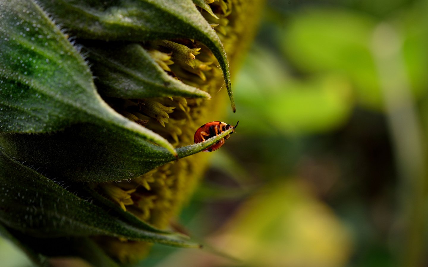 Обои макро, насекомое, цветок, подсолнух, божья коровка, macro, insect, flower, sunflower, ladybug разрешение 2048x1367 Загрузить