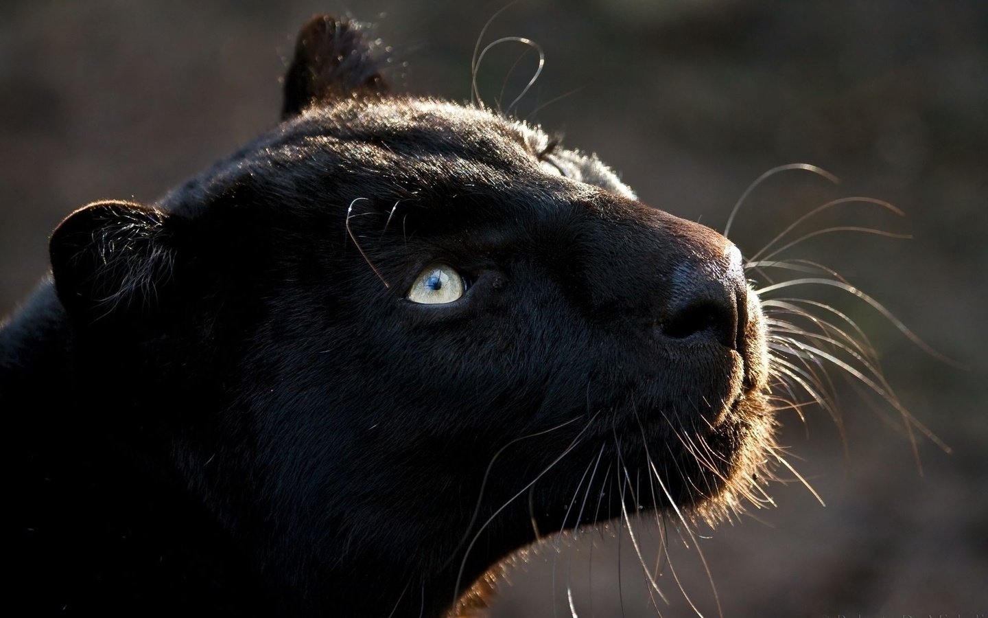 Обои кошка, взгляд, хищник, большая кошка, пантера, черная, cat, look, predator, big cat, panther, black разрешение 1920x1200 Загрузить