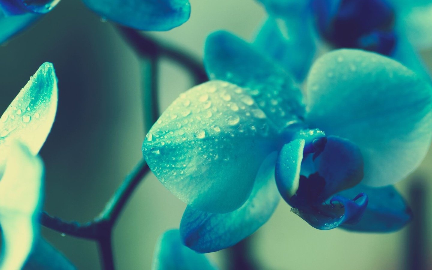 Обои макро, цветок, капли, размытость, орхидея, macro, flower, drops, blur, orchid разрешение 1920x1080 Загрузить