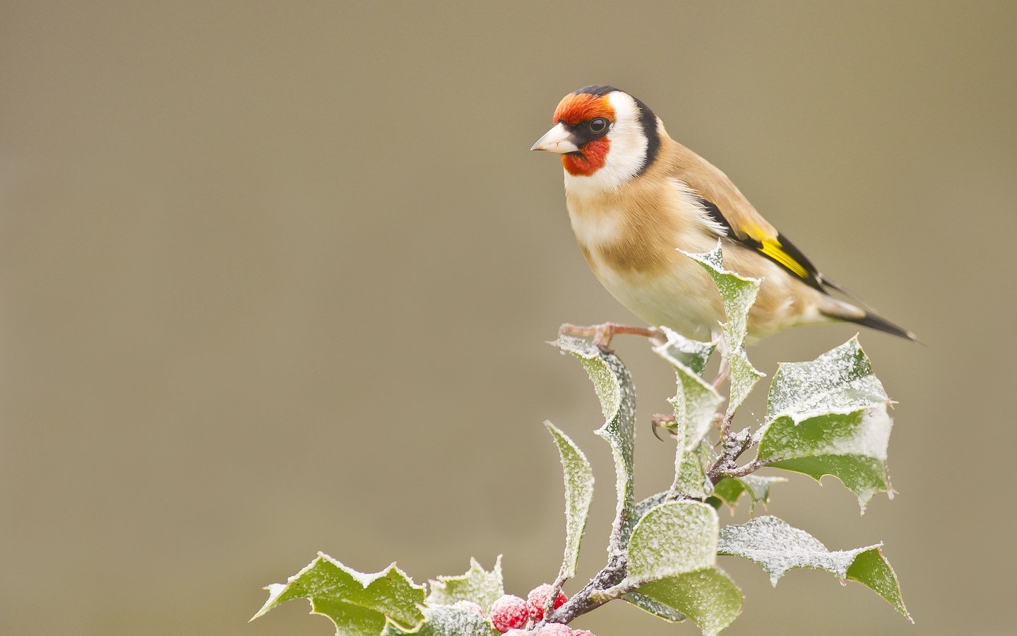 Обои ветка, листья, иней, птица, ягоды, оперение, щегол, branch, leaves, frost, bird, berries, tail, goldfinch разрешение 2048x1536 Загрузить