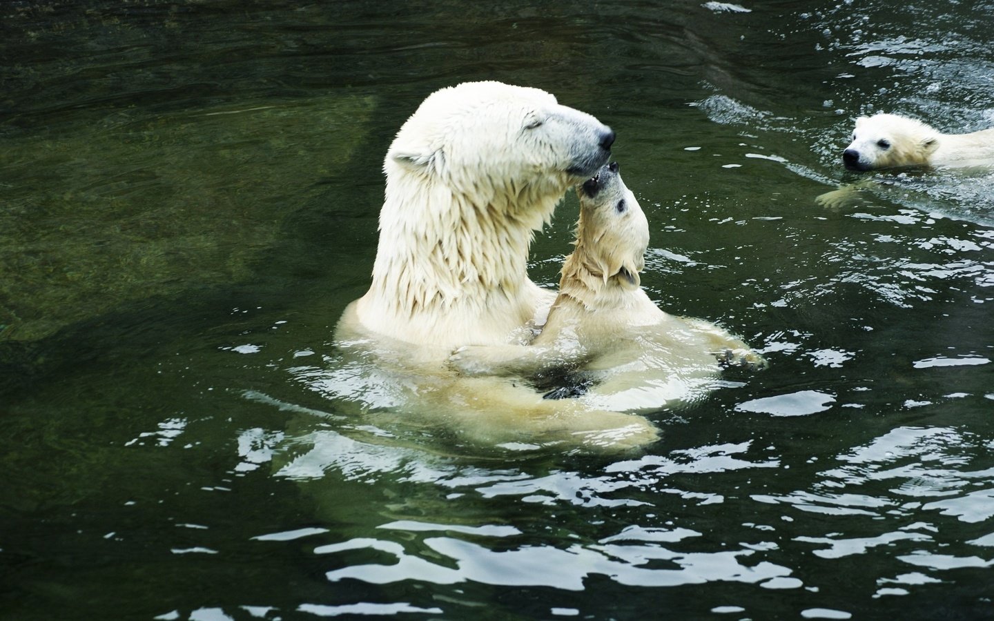 Обои вода, белые, нежность, медведи, полярные, медведица, медвежата, water, white, tenderness, bears, polar, bear разрешение 2560x1600 Загрузить