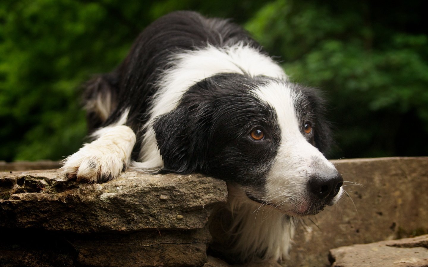 Обои мордочка, друг, лапки, бордер-колли, собака. взгляд, muzzle, each, legs, the border collie, dog. look разрешение 2560x1600 Загрузить