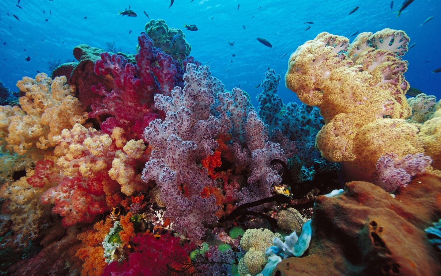 Обои рыбы, глубина, кораллы, подводный мир, морское дно, fish, depth, corals, underwater world, the bottom of the sea разрешение 1920x1080 Загрузить