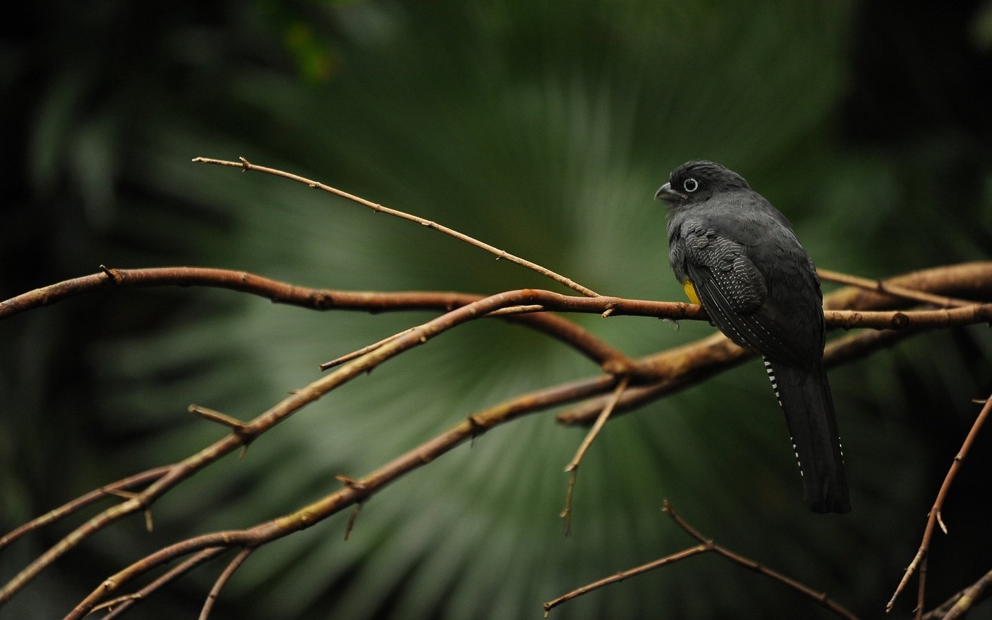 Обои ветка, дерево, птица, клюв, перья, черная, trogon caligatus, branch, tree, bird, beak, feathers, black разрешение 2560x1600 Загрузить