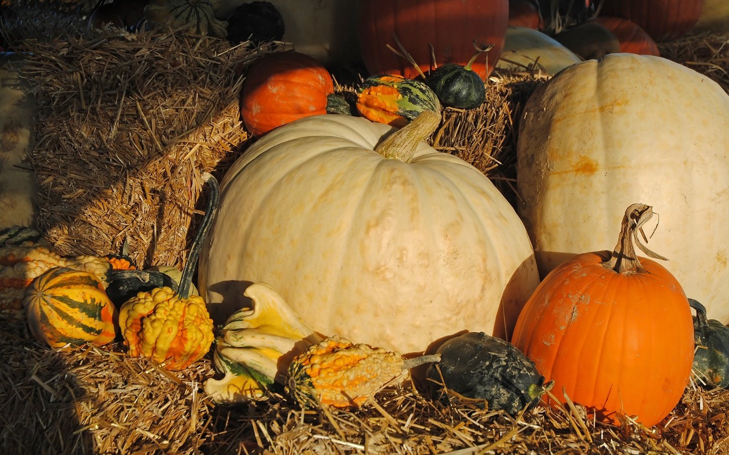 Обои урожай, овощи, солома, тыквы, тыква, harvest, vegetables, straw, pumpkin разрешение 2250x1506 Загрузить